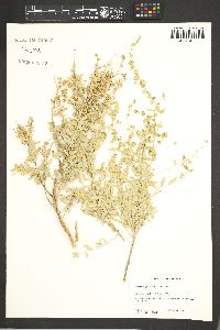 Atriplex torreyi image