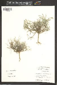 Physaria fendleri image