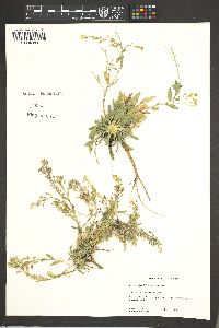 Draba petrophila image