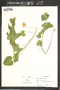 Cardamine cordifolia image