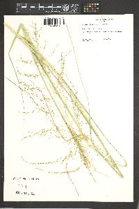 Sporobolus wrightii image