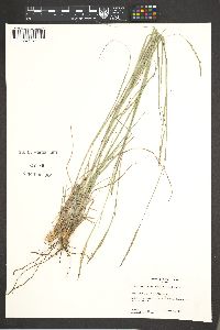 Schizachyrium cirratum image