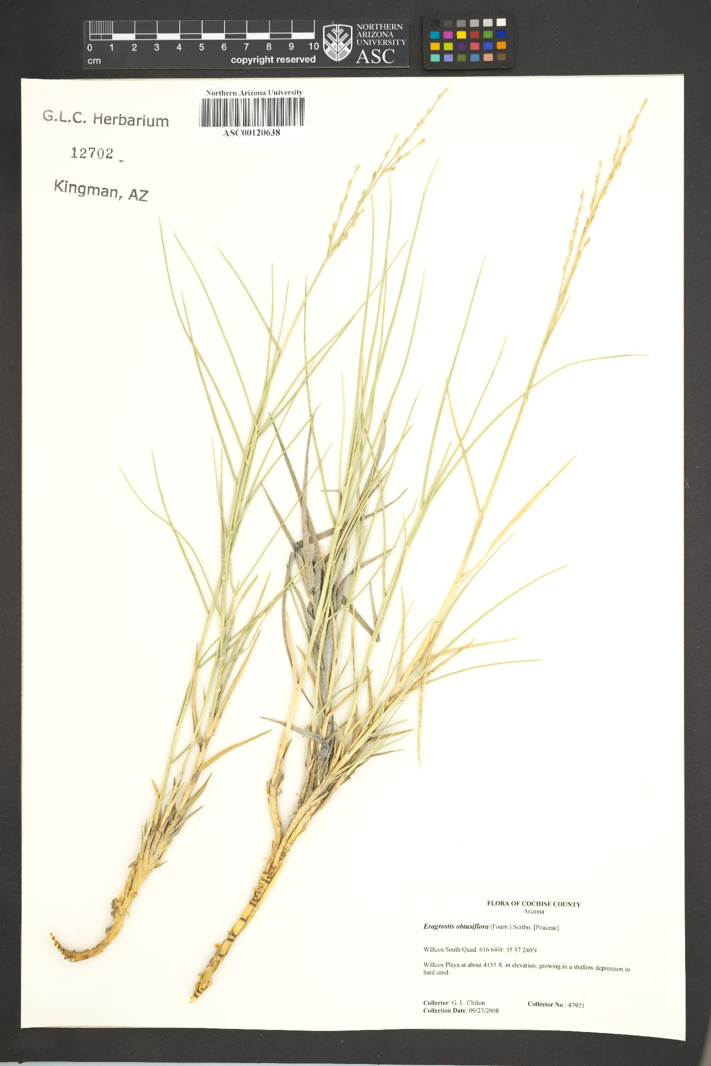 Eragrostis obtusiflora image