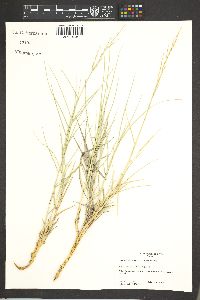 Eragrostis obtusiflora image