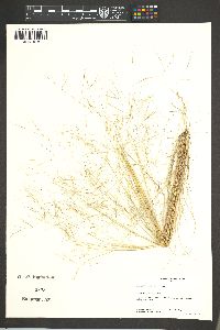 Aristida havardii image