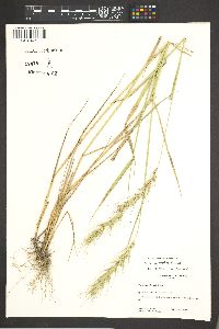 Elymus interruptus image