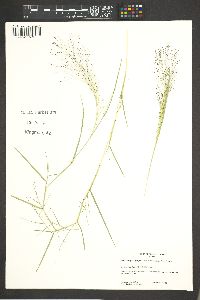 Muhlenbergia asperifolia image