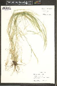 Muhlenbergia polycaulis image