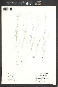 Muhlenbergia ramulosa image