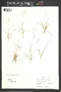 Muhlenbergia ramulosa image