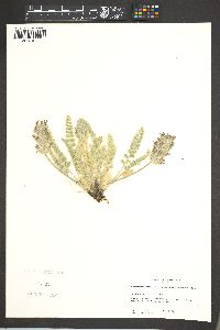 Astragalus mollissimus image