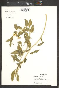 Solanum xanti image