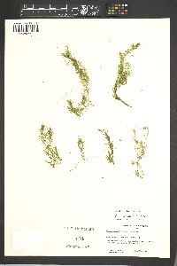 Elodea bifoliata image