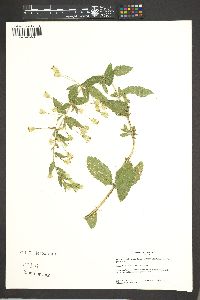 Brickellia amplexicaulis image