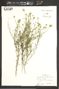 Brickellia eupatorioides image