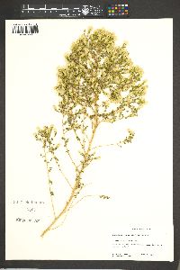 Brickellia microphylla image