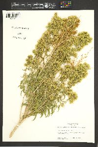 Brickellia longifolia var. multiflora image