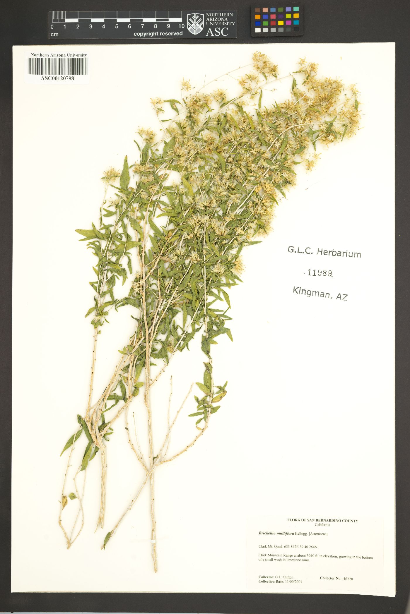 Brickellia longifolia var. multiflora image