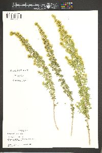 Brickellia laciniata image