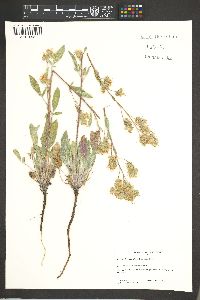 Phacelia heterophylla image