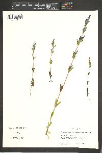 Gentianella amarella image