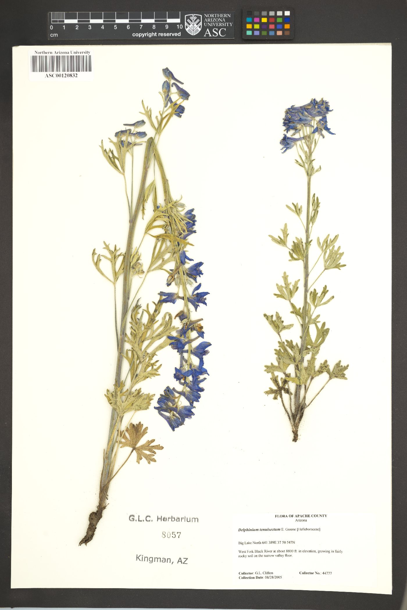 Delphinium tenuisectum image