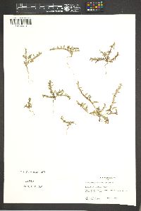 Euploca fruticosa image