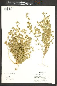 Medicago minima image