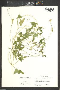 Phaseolus pedicellatus image
