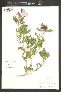 Oenothera neomexicana image