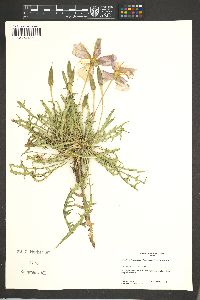 Oenothera flava subsp. taraxacoides image