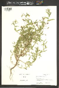 Oenothera albicaulis image