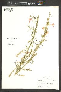 Ipomopsis aggregata var. maculata image