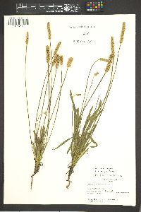 Plantago wrightiana image