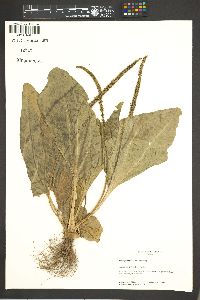 Plantago major image