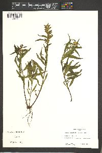 Pedicularis racemosa image