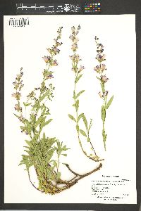 Penstemon higginsii image