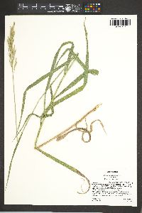 Bromus inermis var. inermis image