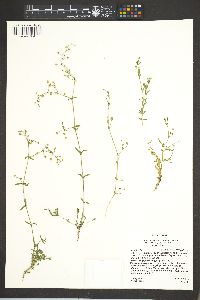 Arenaria lanuginosa var. saxosa image