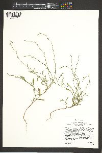 Polygonum sawatchense image