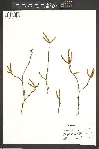 Betula occidentalis image