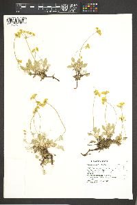 Eriogonum incanum image