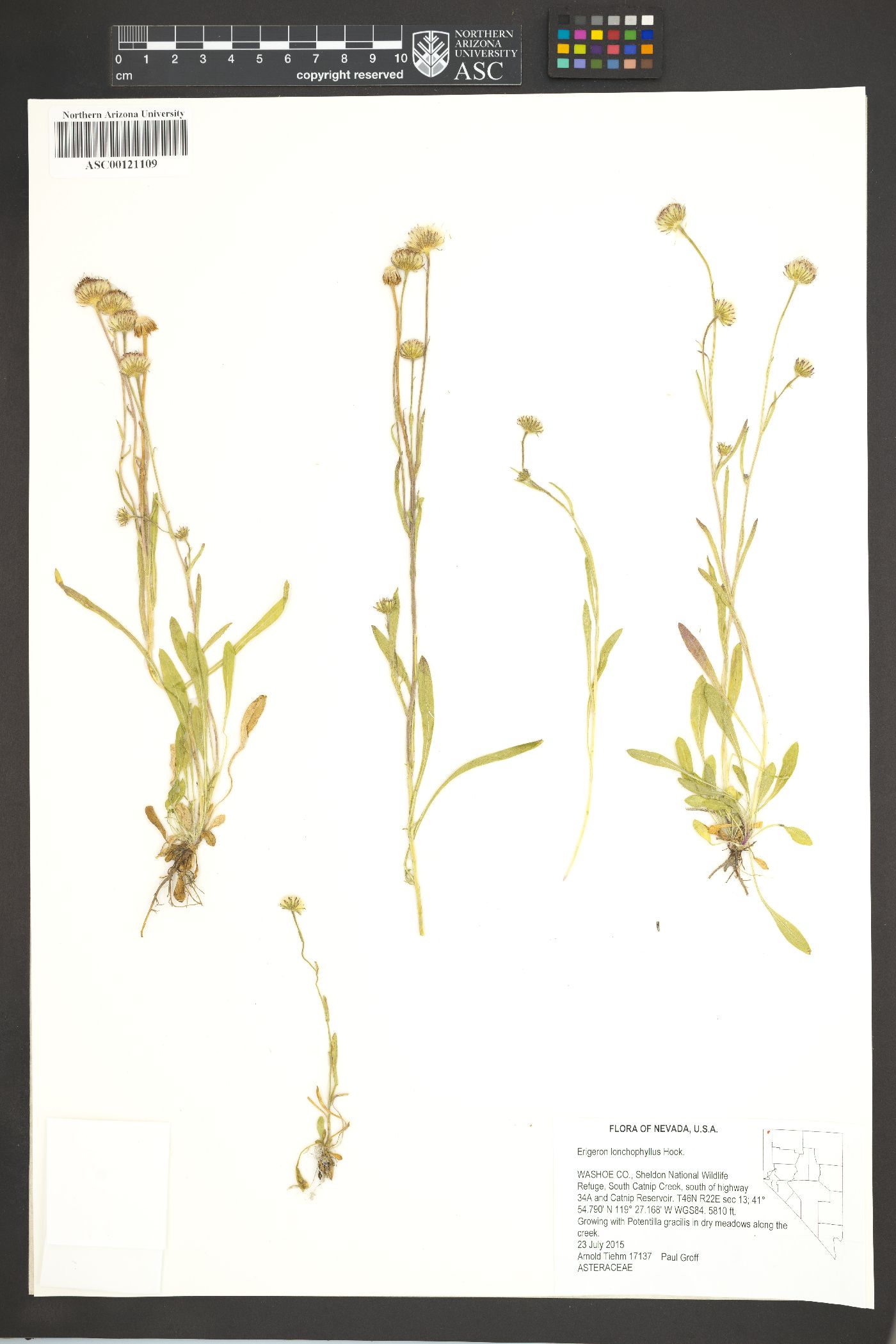 Erigeron lonchophyllus image