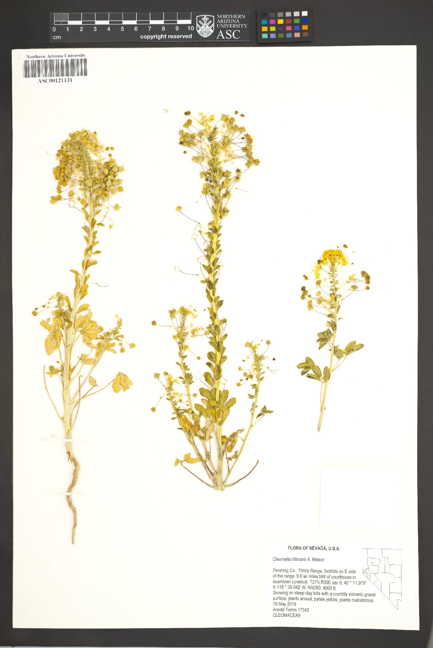 Cleomella hillmanii image
