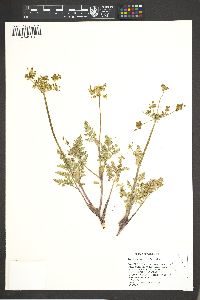 Lomatium vaginatum image