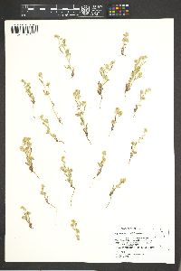 Cryptantha torreyana image