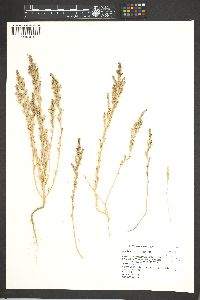 Suaeda calceoliformis image