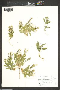 Silene menziesii image