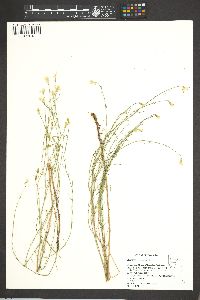 Stephanomeria tenuifolia image