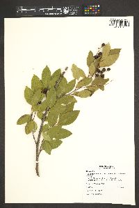Prunus serotina subsp. virens image